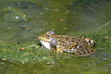 Natterjack toad (Bufo calamita) characteristic yellow line on the back, in water on algae with its vocal sac