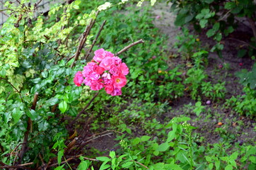 Pink wild rose blossom on a bush