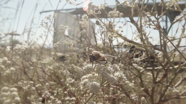 a Bee Collects Pollen From a Flower in the Bush