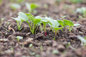 seedlings, young radishes