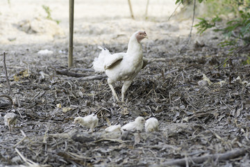 Hens  on a background blur