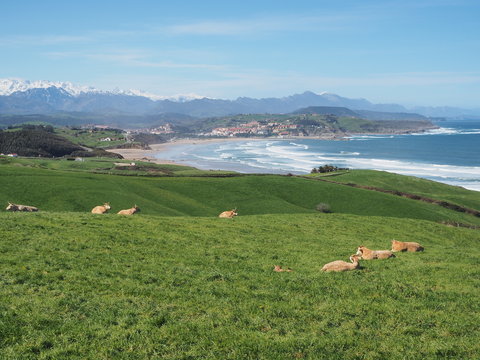 Paisaje pict&oacute;rico de una escena con vacas pastando en un acantilado de c&eacute;sped verde con el mar y las monta&ntilde;as al fondo sobre un cielo azul, en la primavera de 2016 viajando por Santander en Espa&ntilde;a.