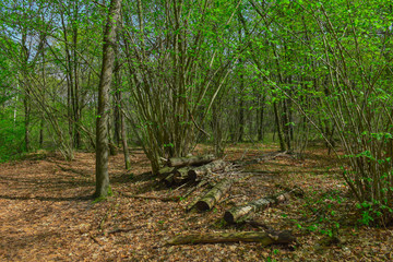 Legna sul sentiero nel bosco