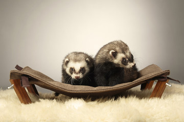 Two nice ferrets in studio