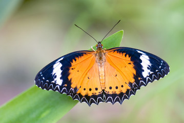 Mariposa