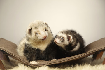 Nice ferret couple in studio