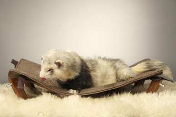 Pretty ferret male on sofa in studio