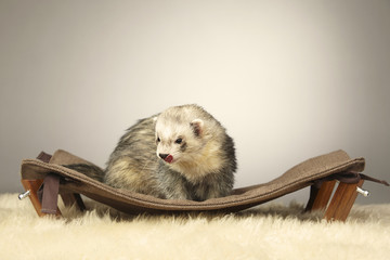 Pretty silver ferret male in studio