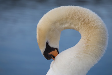 Fototapeta premium Höckerschwan
