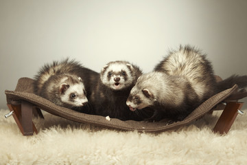Nice ferret family posing on lounger