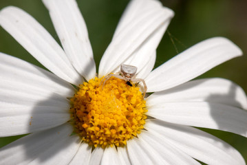 Fototapeta premium Araña cangrejo