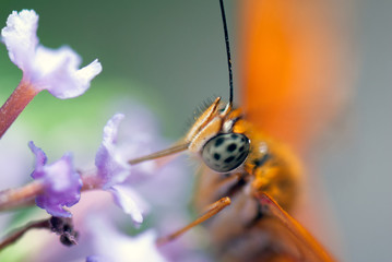 Mariposa Dryas Julia (detalle ojos)