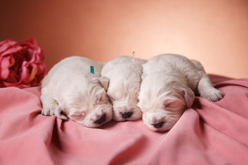 Little puppy Golden retriever