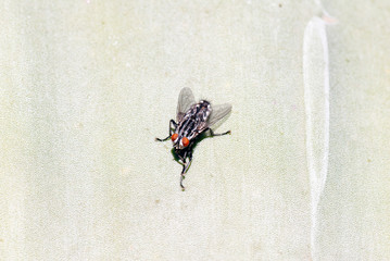 Mosca