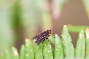 Mosca