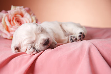 Little puppy Golden retriever