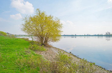 Shore of a lake in spring