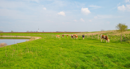 Calves along a lake in spring
