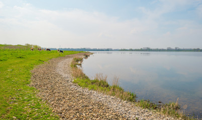 Fototapeta na wymiar Calves along a lake in spring
