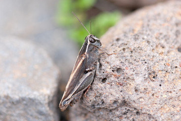 Saltamontes