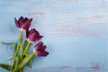 Fototapeta na wymiar Tulips on blue red wood background