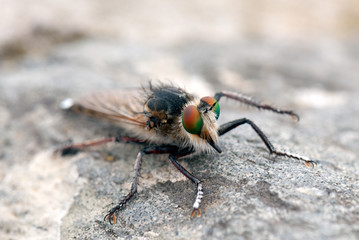 Mosca asesina (Asilus cabroniformis)