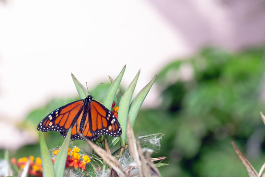 Mariposa monarca