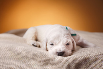Obraz premium Little puppy Golden retriever