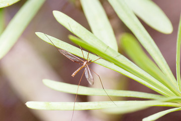Mosquito de tierra