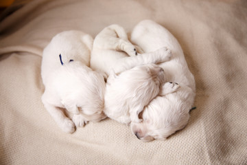 Little puppy Golden retriever