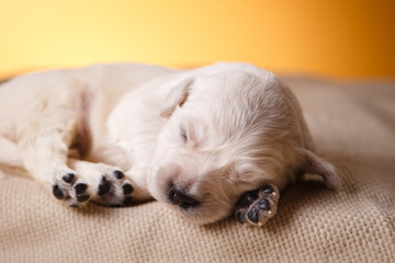 Little puppy Golden retriever