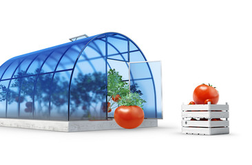 Round greenhouse with tomatoes