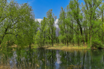 Lago immerso nella natura con alberi verdi
