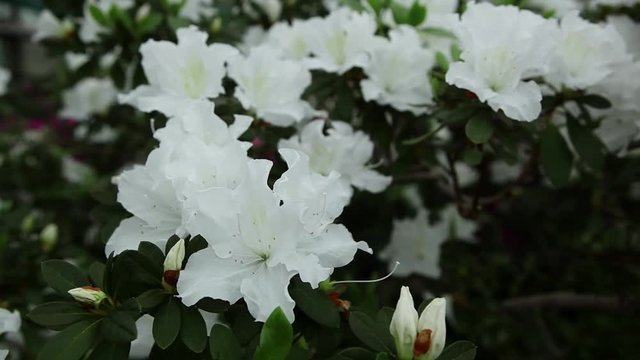 a Plurality of Big White Flowers on a Green Bush Azaleas Close up