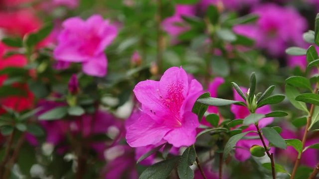 Several Large Flowers on Green Bush of Azaleas
