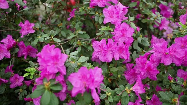 Large Purple Azalea Flowers on Bush With Water Drops on Them
