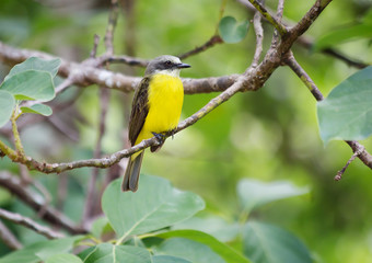 Тропическая птица  (Kingbird )