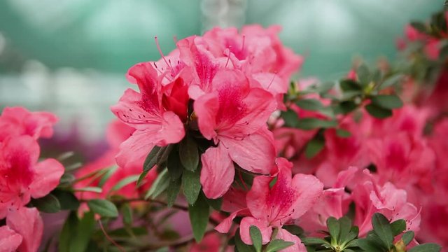 a Plurality of Tufts of Pink Flowersof Azalea in the Greenhouse