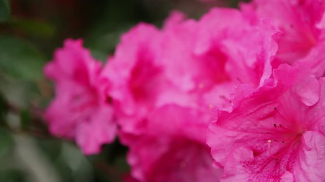 Water Drops on the Azalea Petals of Pink Closeup