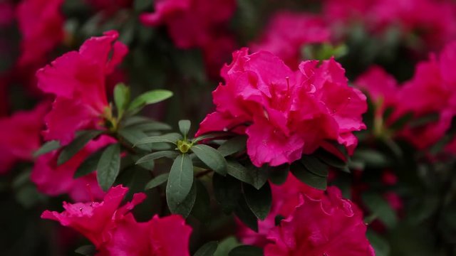 a Plurality of Pink Azaleas Flowers Close up