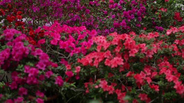 Endless Sea of Azaleas Flowers of Different Colors