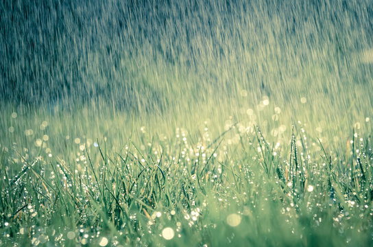Fr&uuml;hlingsregen auf Wiese mit leichtem Farbeffekt