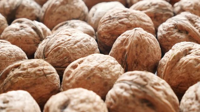 Hard shell walnut arranged and ready to being processed slow paning 4K 2160p 30fps UltraHD video - Food background of walnut in the shell 4K 3840X2160 UHD pan footage 