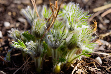 Naklejka na ściany i meble Pulsatilla vulgaris or pasque flower in early spring before it blooms. Also known as Danes blood.