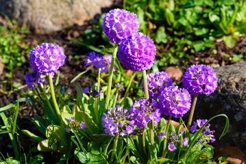 Primula denticulate, or drumstick primrose, a beautiful purple flowering plant growing in moist alpine regions.