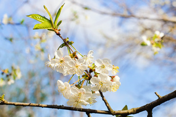 Bunches of white cherry blossoms.