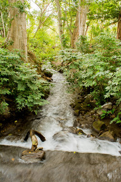 Fototapeta creek