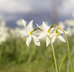 Fototapeta premium Three Daffodils. Three daffodils stand together like a metaphor for friendship.