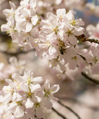 Little Bees and Blossom.Bees are often in the news today as our very existence relies on their survival to cross fertilize the plants but something we are doing is killing them off.