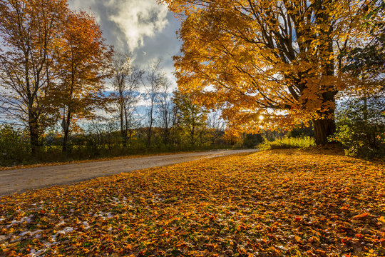 golden foliage of sugar maple tree by rural roadside at sunset